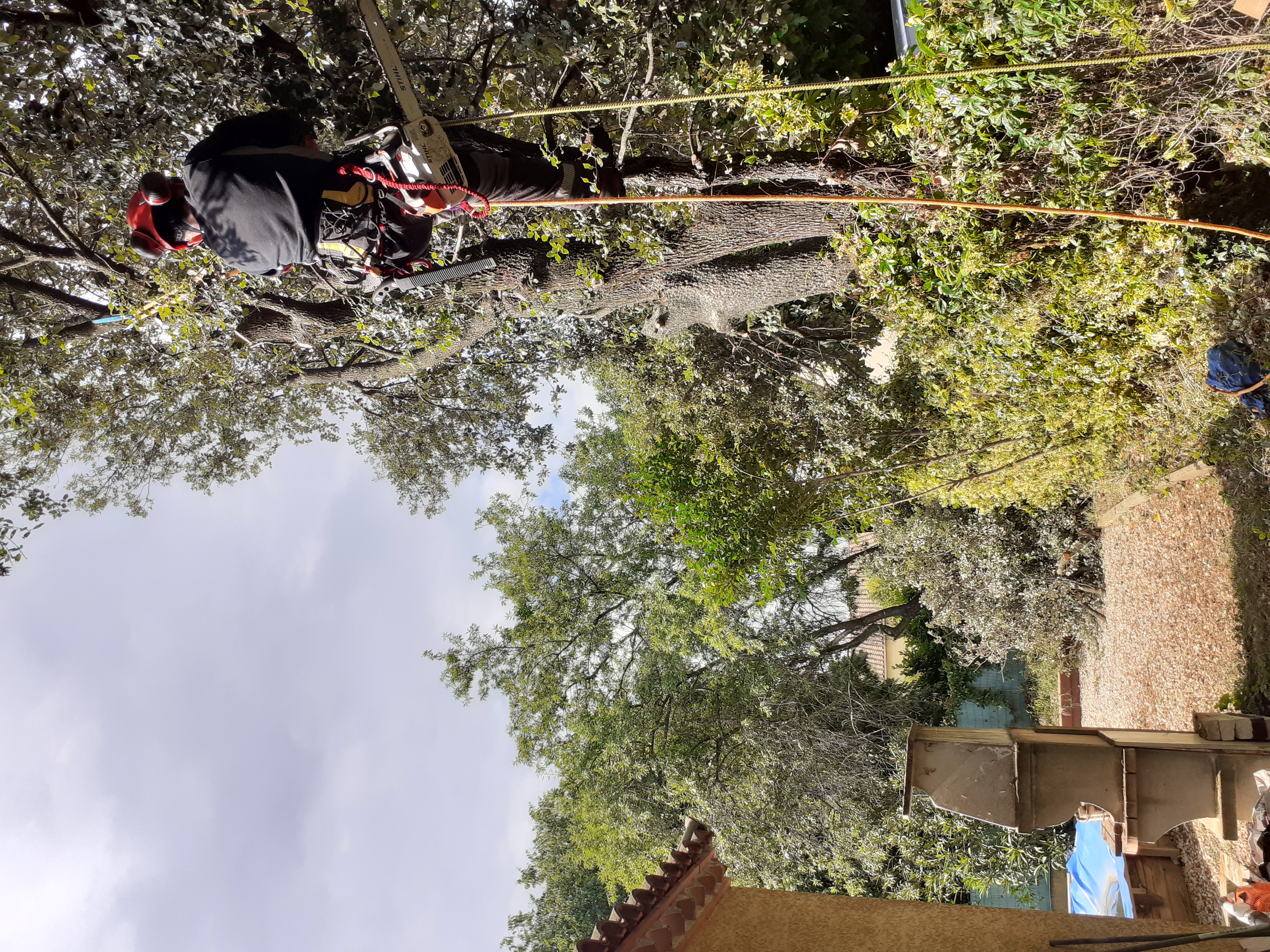Démontage d'arbre en accès difficile