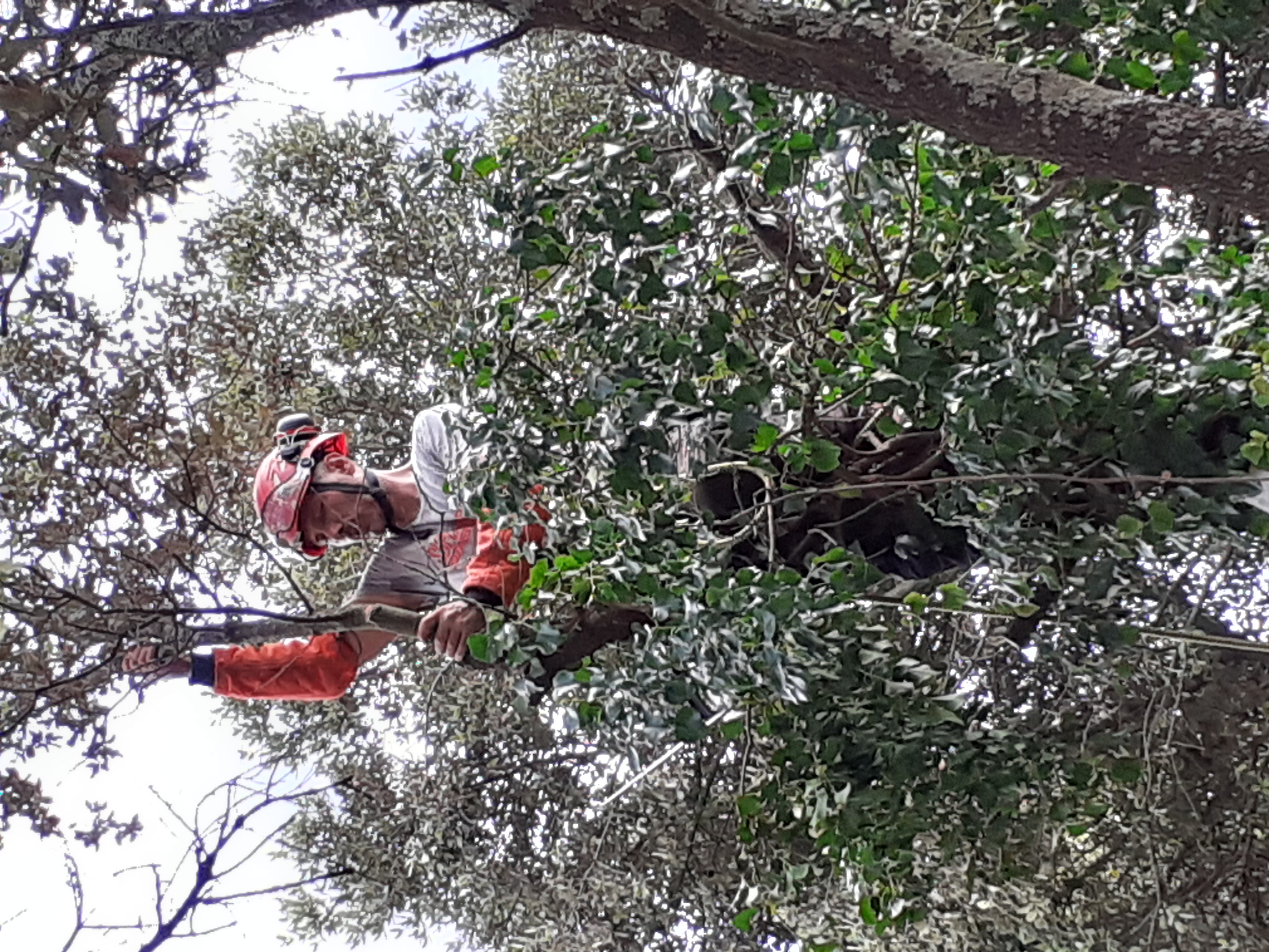 Romain, arboriste élagueur grimpeur
